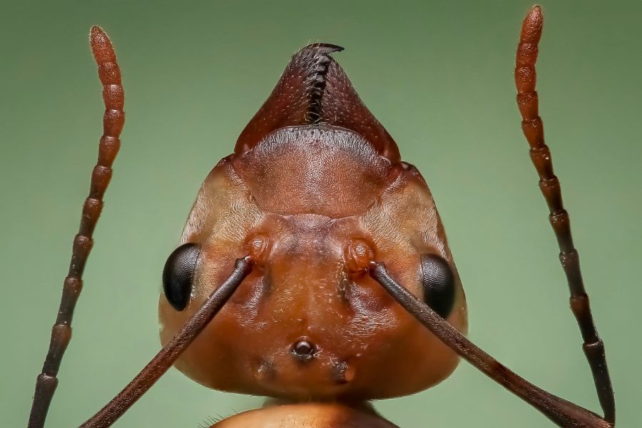 Ant